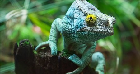 terraristique