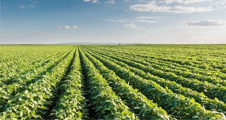 agriculture
